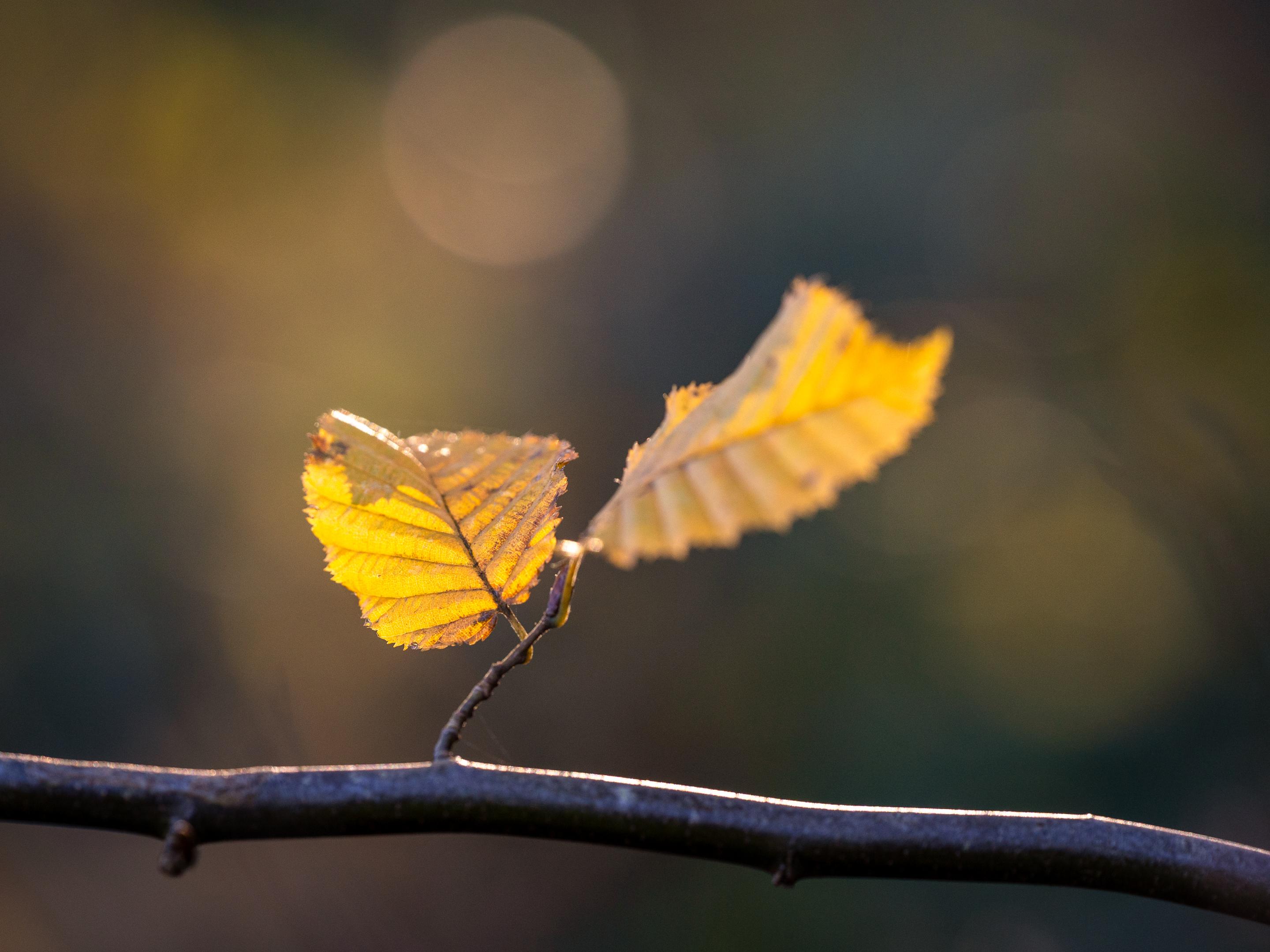 Sortie nature « Les copains d’abord » – Santes (Nord)