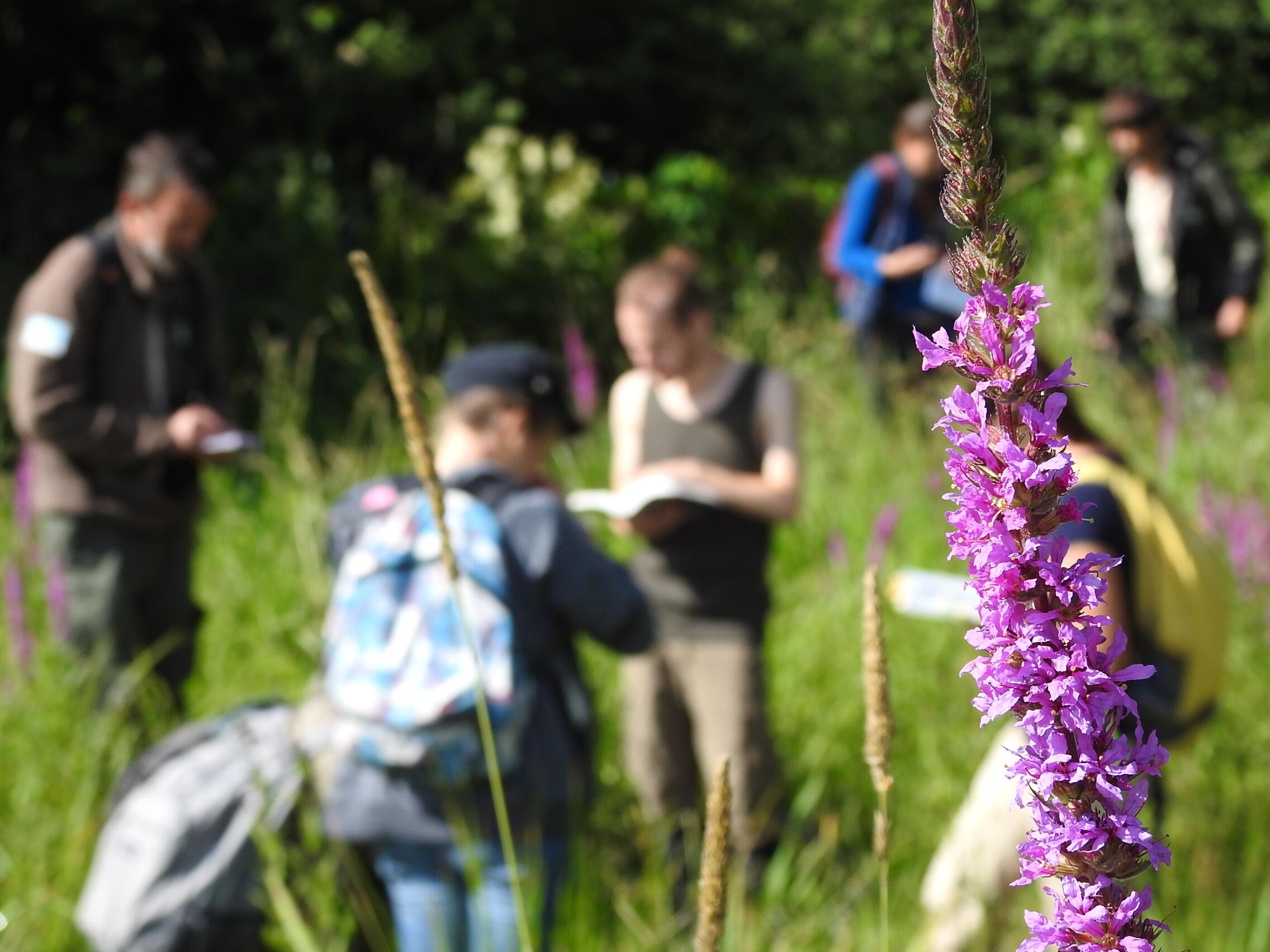 Ateliers de sensibilisation sur la flore des zones humides