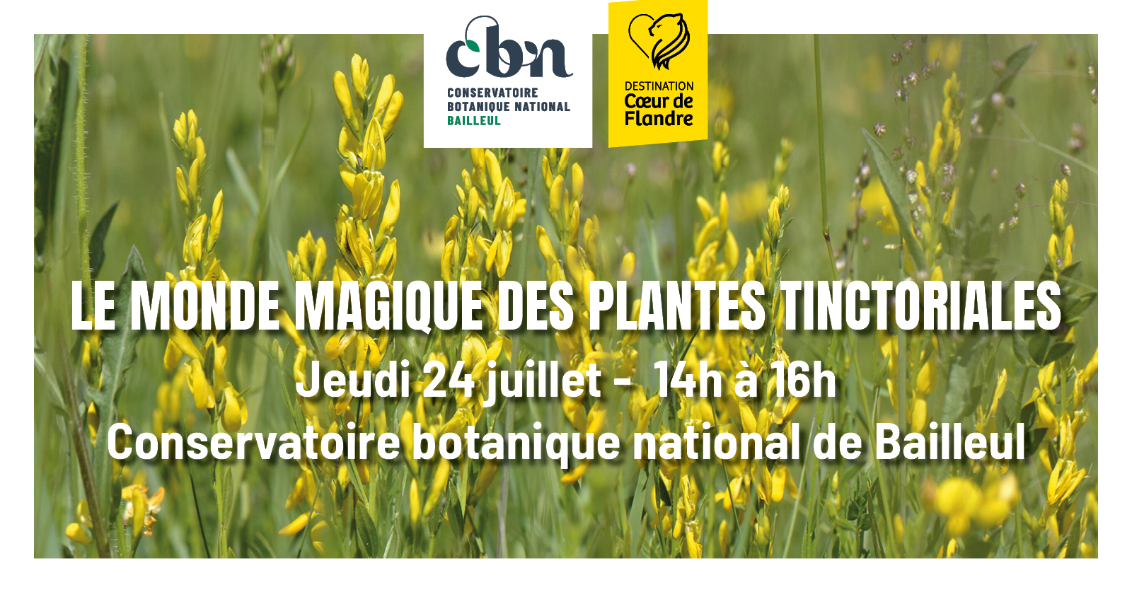 Sortie nature « Le monde magique des plantes tinctoriales » - Bailleul (Nord)