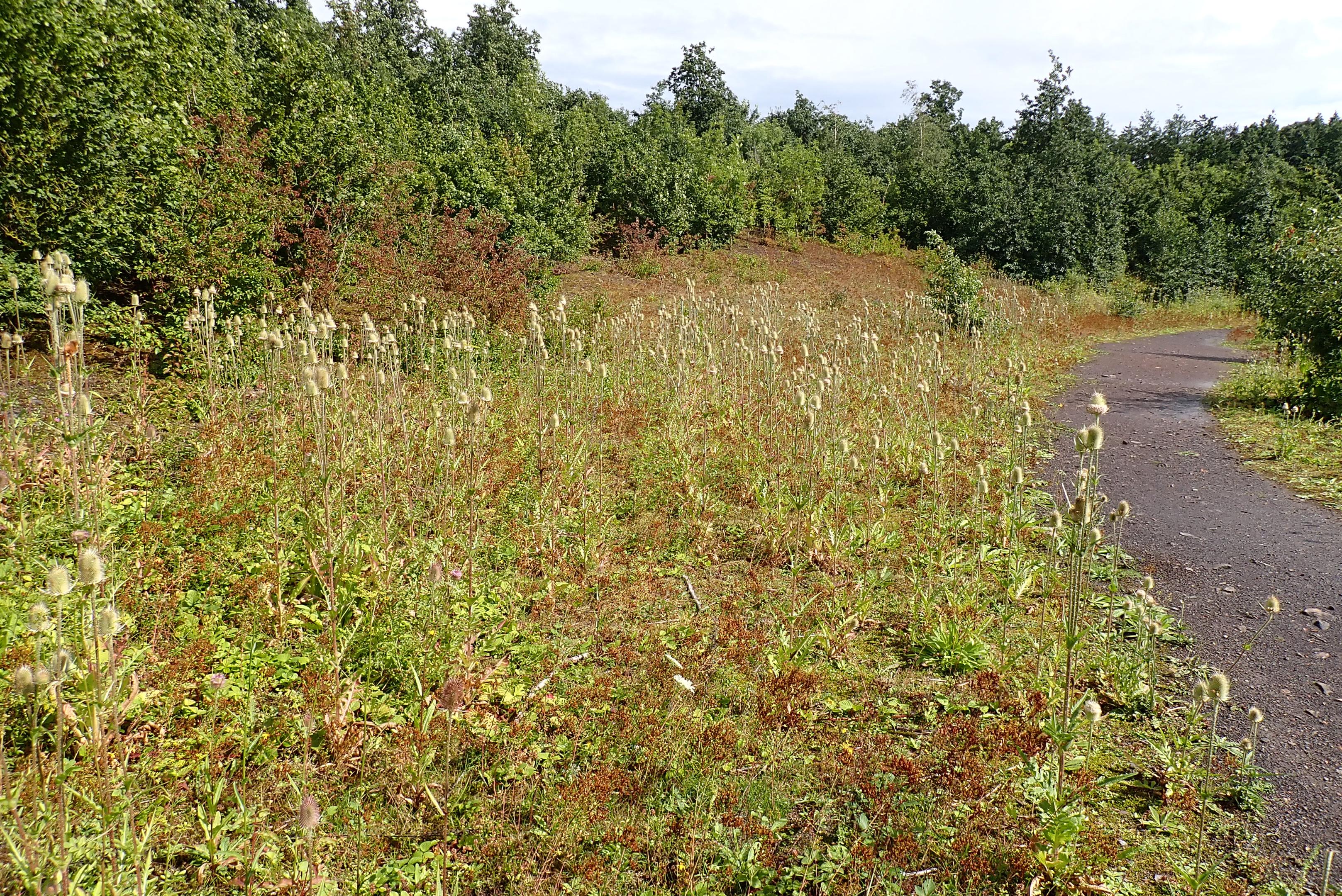 Rencontres botaniques 2025 dans le Pas-de-Calais