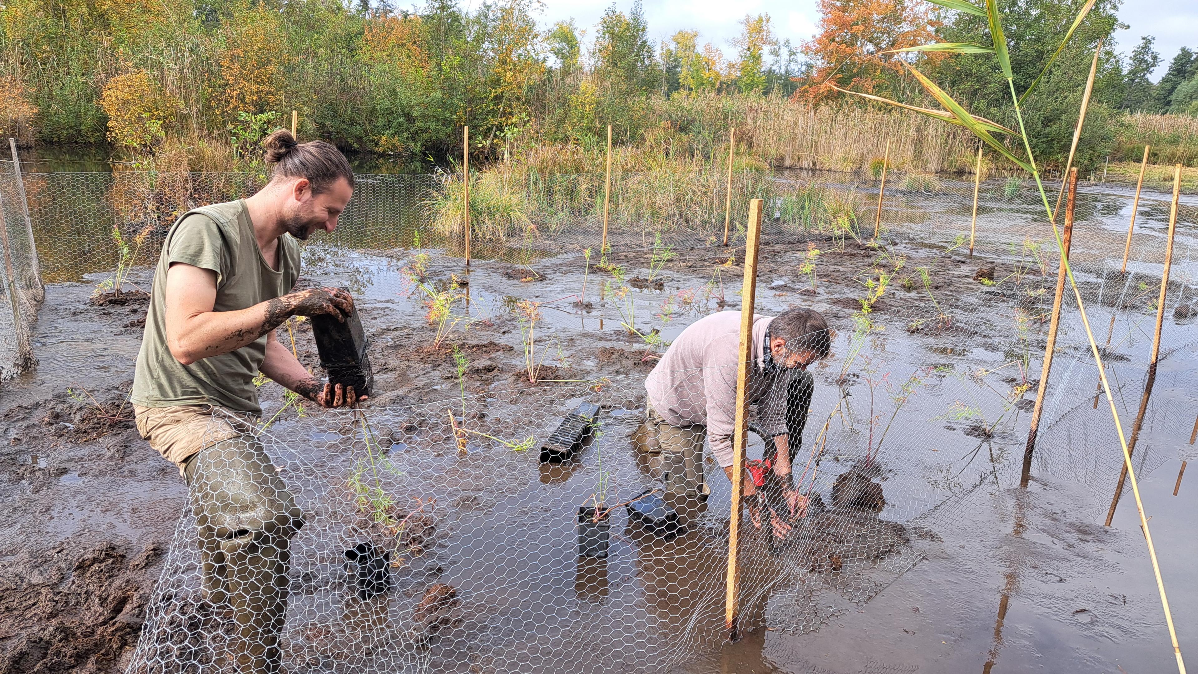 Renforcement de population de Ciguë aquatique dans l'Aisne