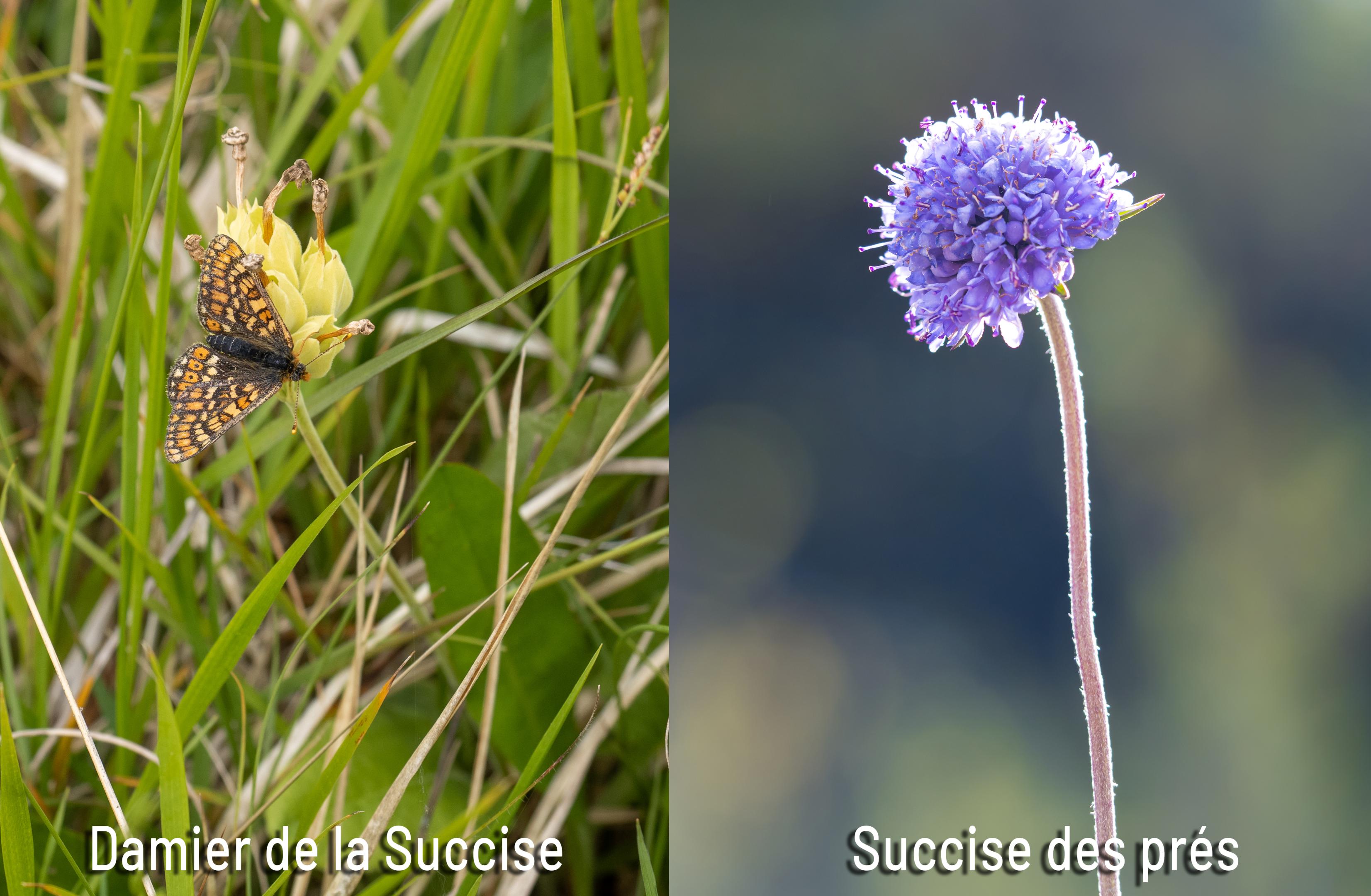 67 000 graines de Succise des prés collectées pour restaurer l’habitat du Damier de la Succise