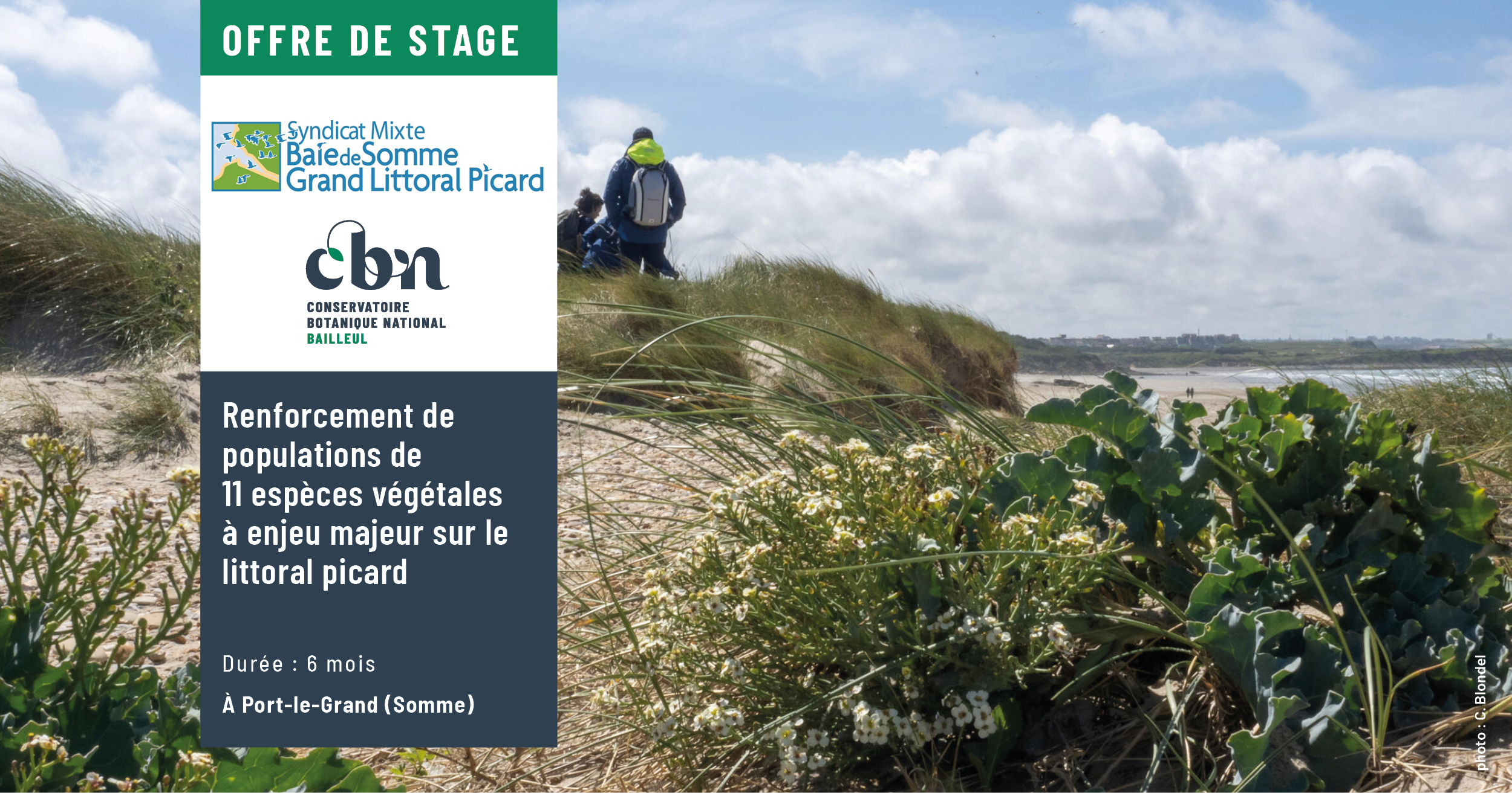 Offre de stage " Renforcement de populations de 11 espèces végétales à enjeu majeur sur le littoral picard "