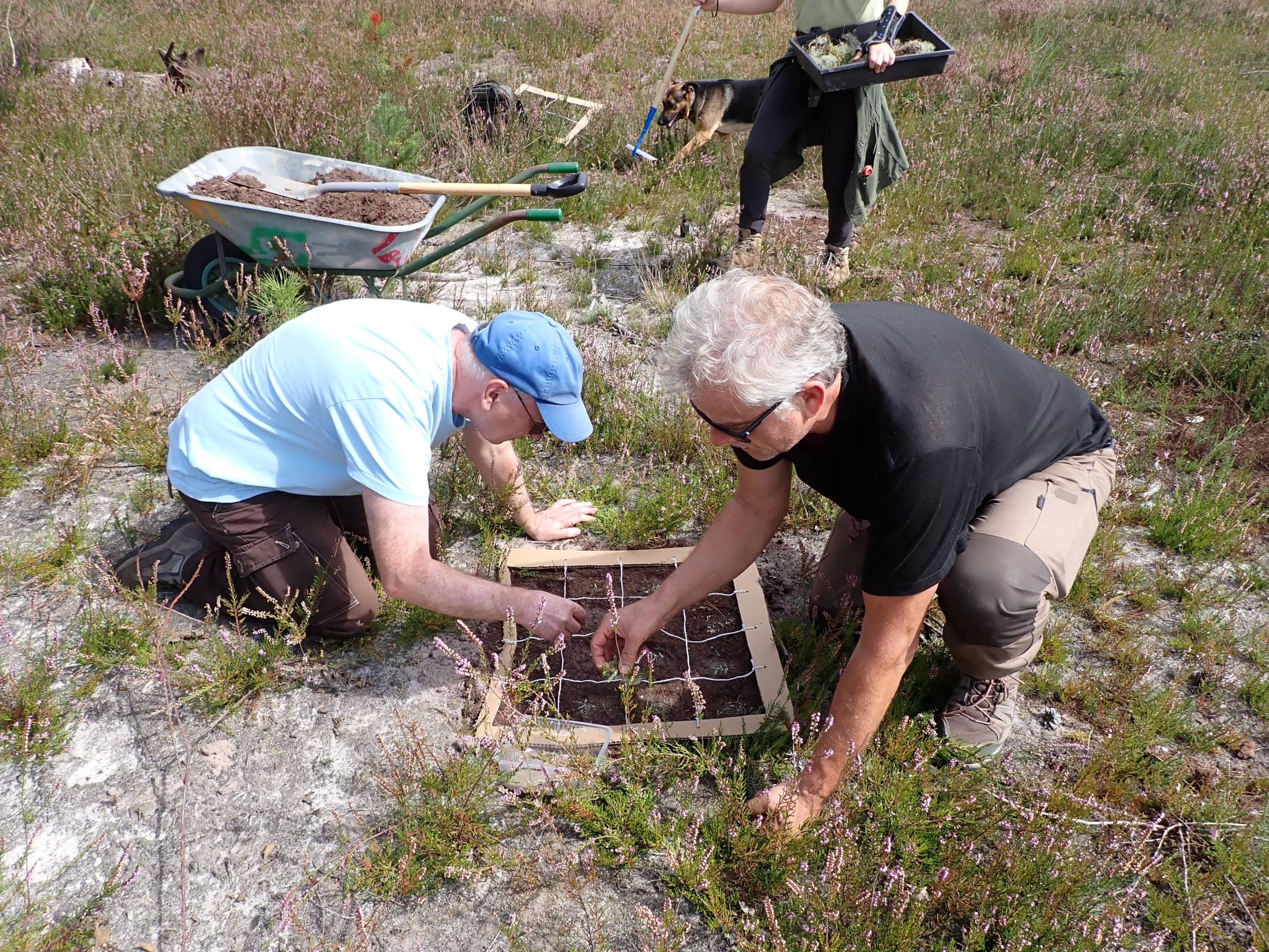 Deux bénévoles de la Société linnéenne Nord-Picardie venus prêter main forte au CBN de Bailleul et à l'ONF le jour de la mise en place des protocoles (c) COCQUEMPOT, M. 2025.
