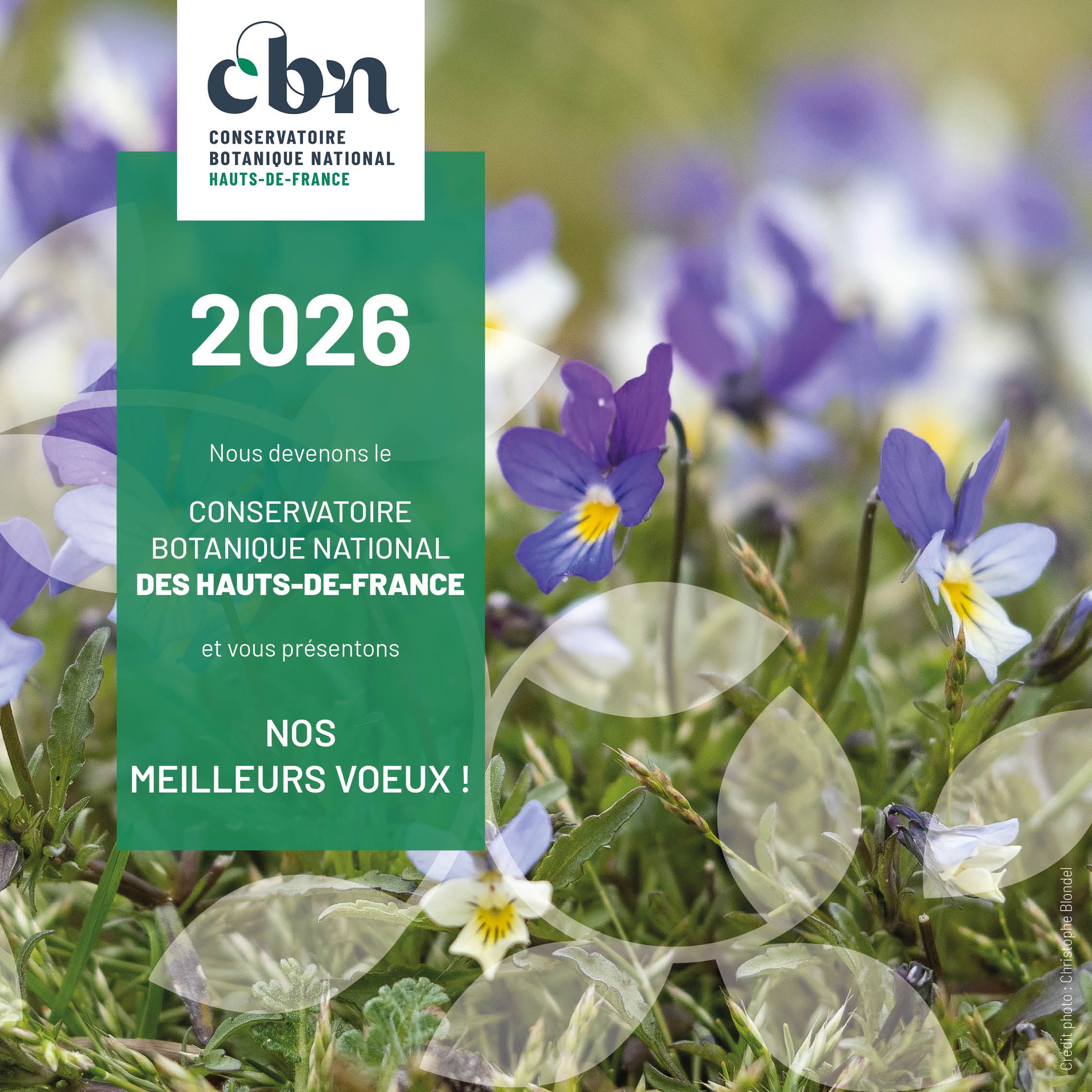 Meilleurs vœux du CBN des Hauts-de-France