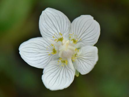 Parnassia palustris