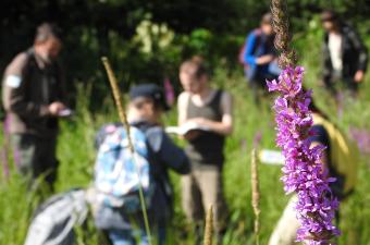 Ateliers de sensibilisation sur la flore des zones humides