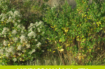 Animation nature - Les espèces exotiques envahissantes (Fretin - Nord)