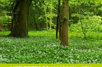 Sortie nature - Les espèces végétales du Bois (Cysoing - Nord)