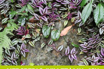 Animation nature - Les Espèces végétales du bois et des zones humides (Thumeries - Nord)