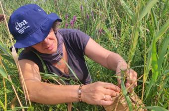 Récolte de Gesse des marais