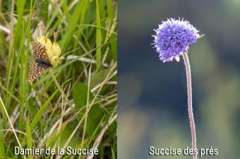 67 000 graines de Succise des prés collectées pour restaurer l’habitat du Damier de la Succise