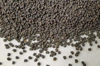 L’équipe de conservation ex situ vous partage quelques secrets de la germination des graines - épisode 1