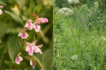 La banque de semences du conservatoire s’enrichit de deux nouvelles espèces