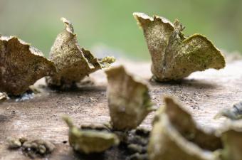 La connaissance de la fonge dans le cercle des missions confiées aux CBN